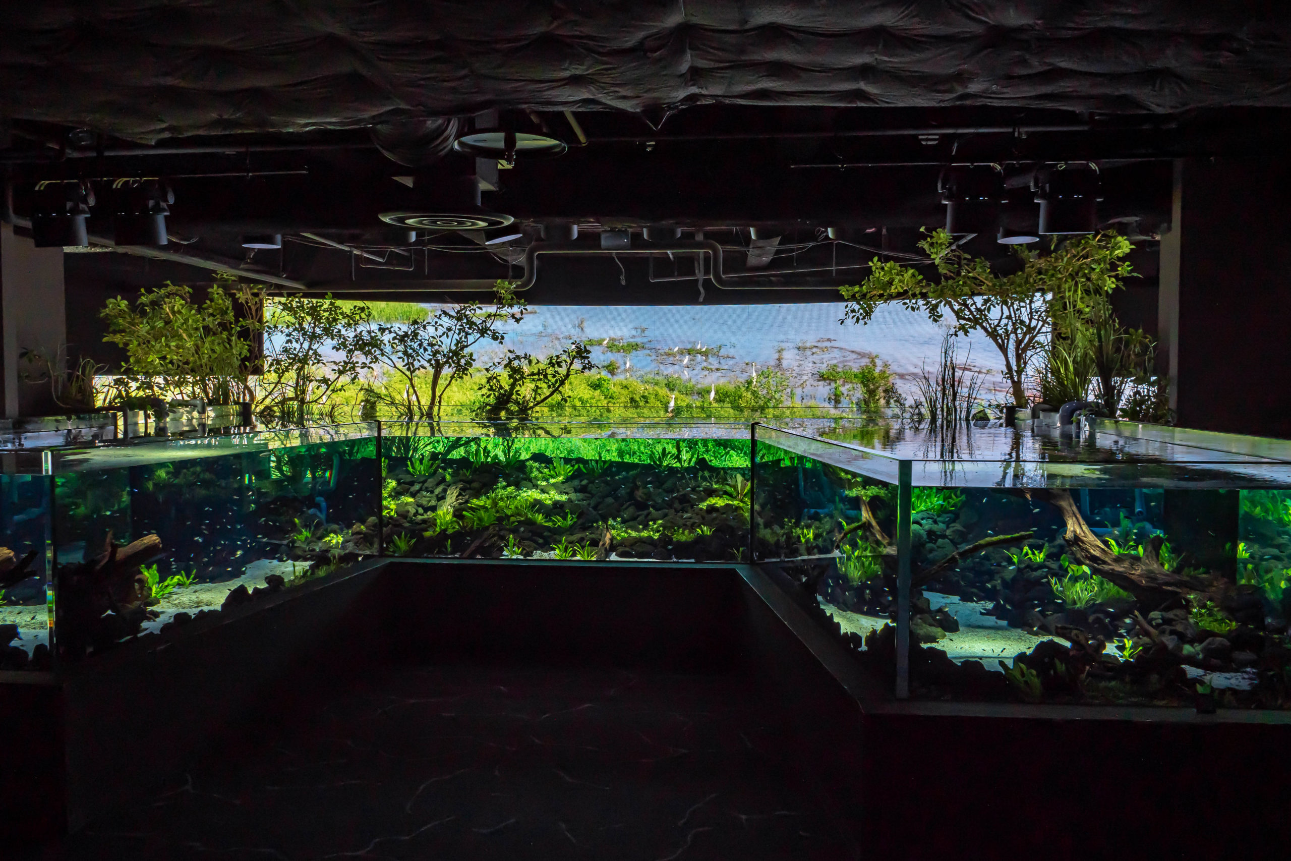 カワスイ,川崎水族館,パンタナルエリア