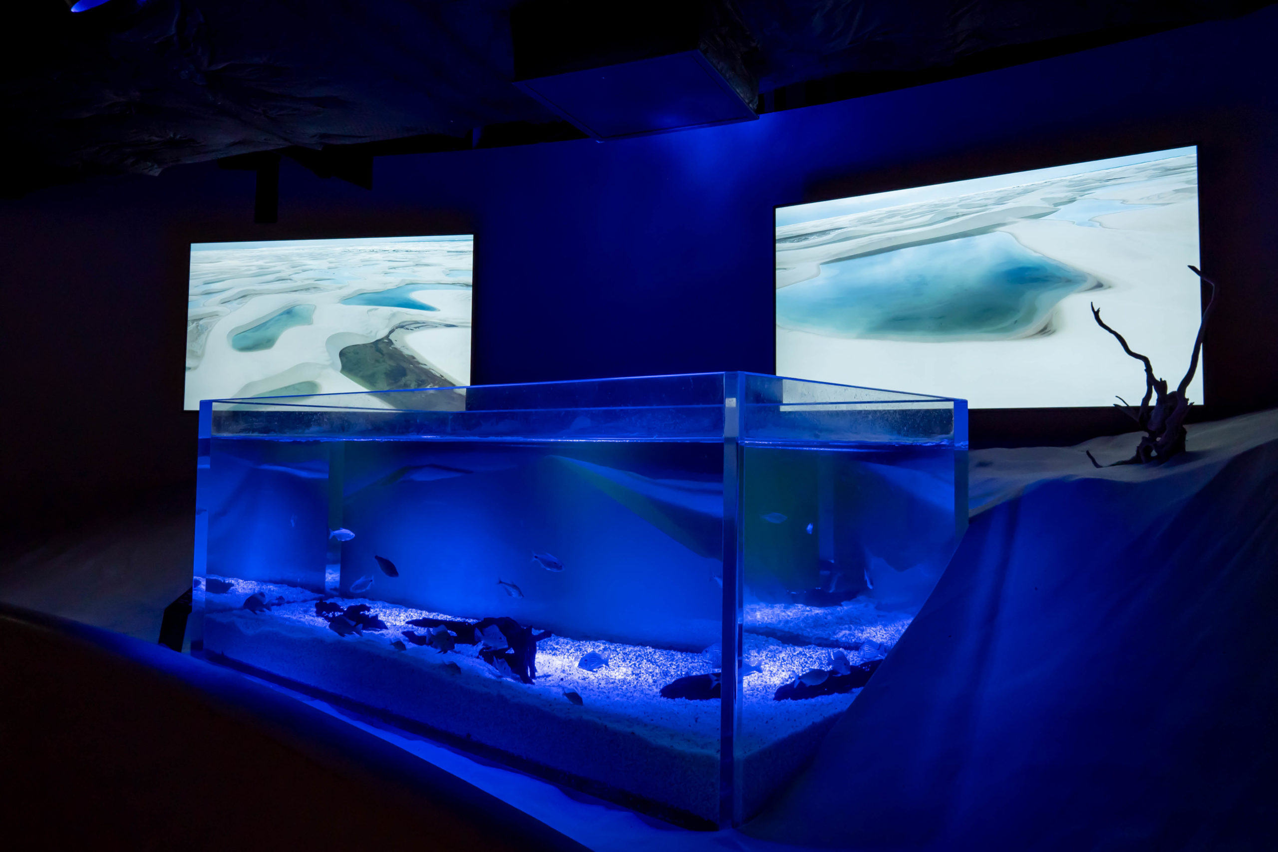 カワスイ,川崎水族館,レイソイスエリア