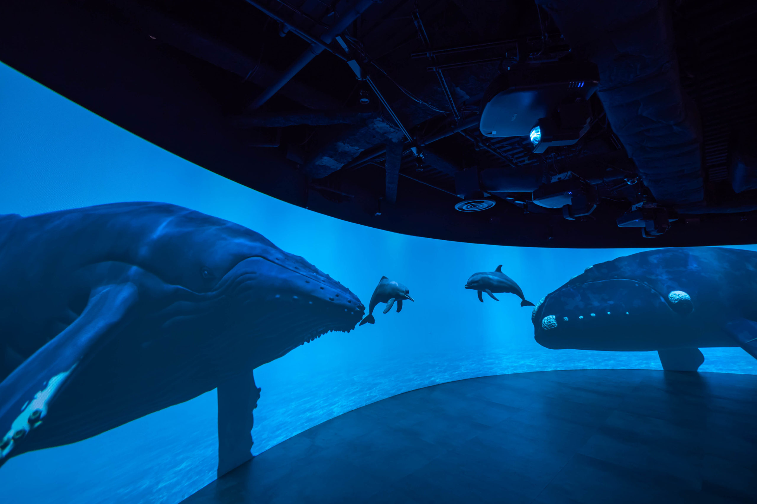 カワスイ,川崎水族館,パノラマゾーン